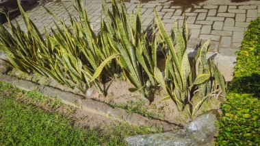 güzel bitki, Aloe vera bitkisi uzun yapraklı