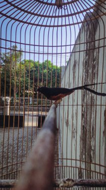 Kafesinde küçük siyah bir süs kuşu, kafes, tahtanın üzerine tünemiş, kablodan yapılmıştır.