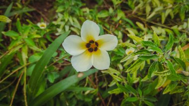 Bali 'nin tipik sarı ve beyaz renkli güzel beyaz çiçekleri, Turnera subulata