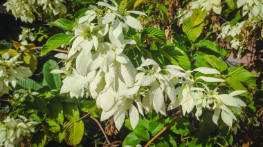 Güzel beyaz süs çiçeği, Mussaenda Philippica Dona Aurora Ailesi