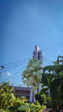 Ağaçta güzel beyaz süs çiçekleri asılı, Mussaenda Philippica Dona Aurora Mimari binaların ve mavi gökyüzünün aile arka planı