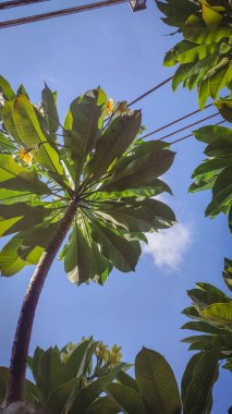 bir ağaç; birçok yaprak; yapraklar; görünüm; aşağıdan; mavi; gökyüzü arkaplanı; bahçe; çiçek; çiçek; çiçek bahçesi; renkli; veranda; arkaplan; doğa; doğal alan; yaprak; tropik; güzellik; yeşil; turuncu; kırmızı; bitki; pembe; bahçe; botanik; hort