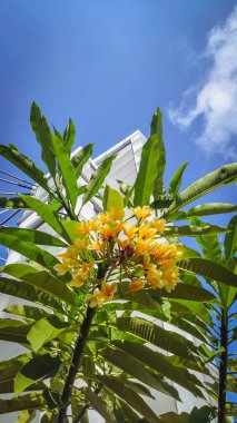 # Güzel Balili frangipani çiçekleri # # Aşağıdan görünen parlak mavi gökyüzü arkaplanı #