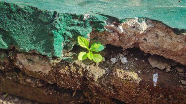 Beton tuğlalar arasında büyüyen küçük bir bitki.