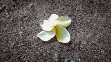 Bali frangipani çiçeği baş aşağı yerde