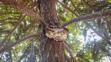 Arı kovanı ya da arı kovanında birçok arı çalışır.
