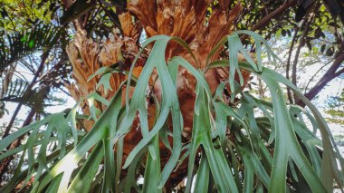 Uzun yaprakları olan güzel bitki.