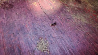 Kırmızı zeminde büyük kırmızı bir karınca