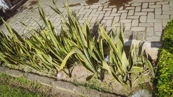 güzel bitki, Aloe vera bitkisi uzun yapraklı