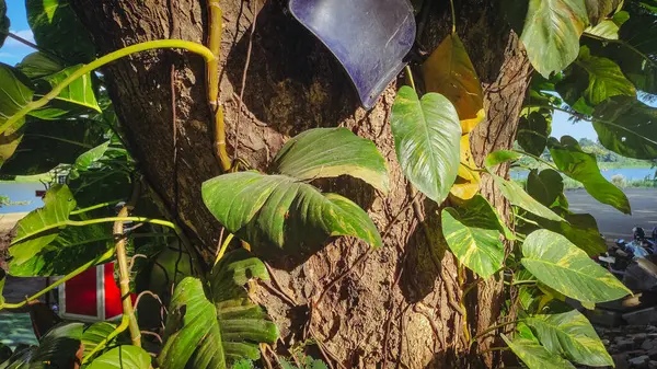 Serin yaprakları olan eşsiz ve güzel bitkiler