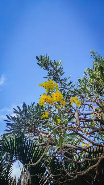 Aşağıdaki dalından sarkan bir Frangipani çiçeği. Arka planda parlak mavi bir gökyüzü var.