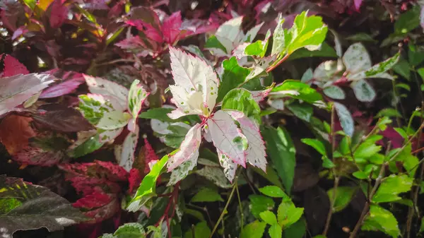 Pembe Anthurium Yaprakları adında güzel beyaz yapraklı süs bitkisi.
