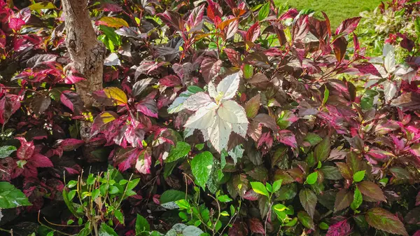 stock image a beautiful white-leafed ornamental plant called Pink Anthurium Leaves