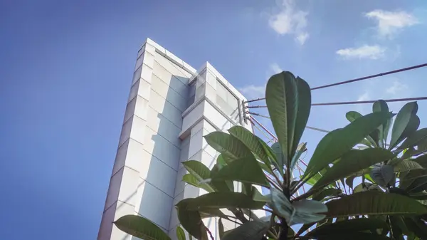 Arkasında parlak mavi gökyüzü olan mimari bir binanın arka planı olan güzel süs çiçekleri bırakıyor.