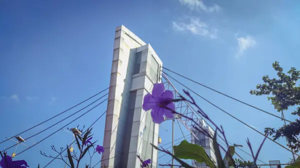 Güzel çiçekler, mor süs çiçekleri, alttan lavanta çiçekleri beyaz mimari bir arka plan ve ayrıca gökyüzü mavisi.