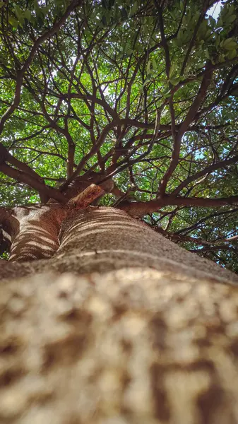 Aşağıdan görünen bir ağaç