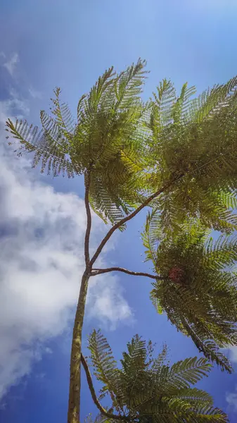 Aşağıdan birçok yaprak görünen bir ağaç, mavi gökyüzü arkaplanı