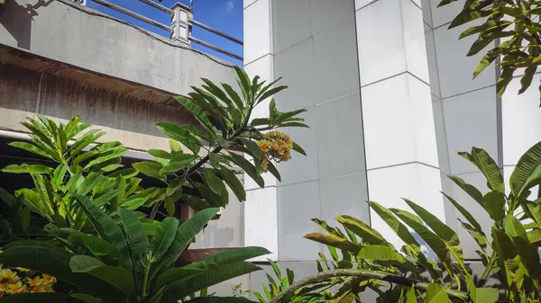 Aşağıdan görülen güzel Bali frangipani çiçekleri 