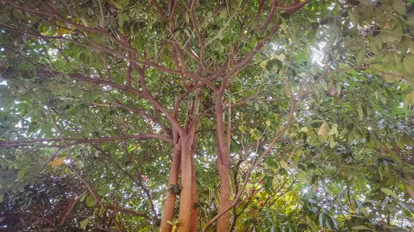 Aşağıdan birçok yaprak görünen bir ağaç.