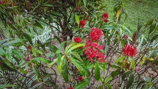 kırmızı soka çiçeği ixora chinensis çiçeği