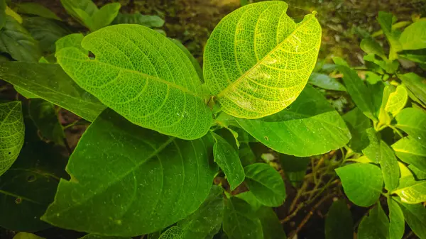Güzel yeşil bir süs bitkisi