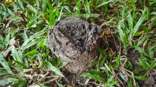 Kesilen bir ağaç bir daha çimlerin üzerinde büyümez.