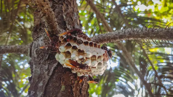 Arı kovanı ya da arı kovanında birçok arı çalışır.