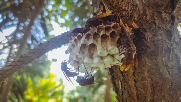 Arı kovanı ya da arı kovanında birçok arı çalışır.