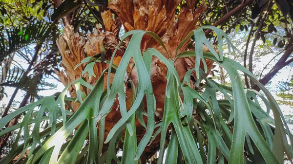 Uzun yaprakları olan güzel bitki.