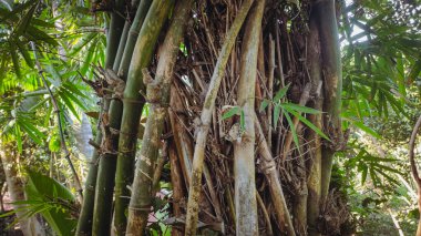 Gövdesinde büyüyen bambu ağacı.
