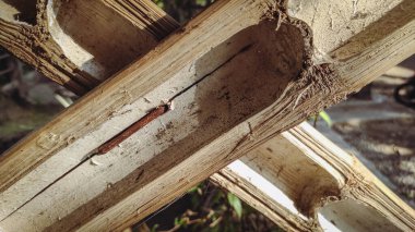 Çarmıha gerilmiş bambu.