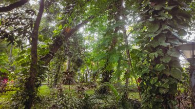Uzun gövdeli ve yapraklı bir ağaç.