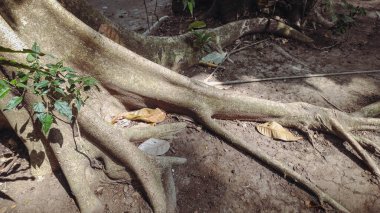 Nyamplung (Calophyllum inophyllum)