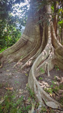Nyamplung (Calophyllum inophyllum)