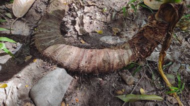 Yerden büyük bir bitki kökü. 