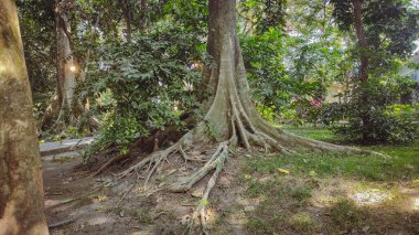 The spreading and very large white roots of a tree called Nyamplung (Calophyllum inophyllum) clipart