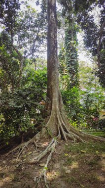 Nyamplung (Calophyllum inophyllum)