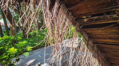 Bir sürü sallanan kök.