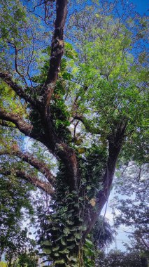 Arkanda güzel, berrak bir gökyüzü olan bir ağaç.