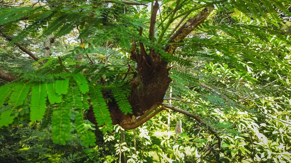 Ormanın ortasında bir sürü ağaç ve yaprak var.