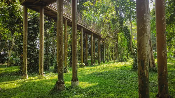 stock image bridge from below in the forest