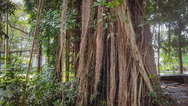 Bir ağacın bir sürü sallanan kökü vardır ve uzundur.