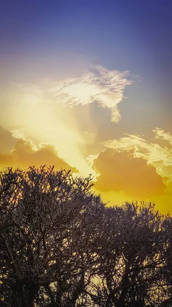 Arkanda güzel, berrak bir gökyüzü olan bir ağaç.