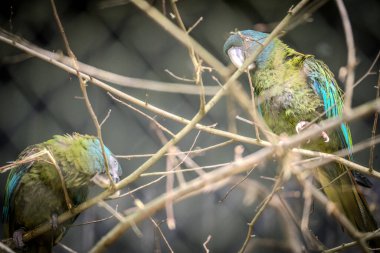 Kafeste iki papağan var.