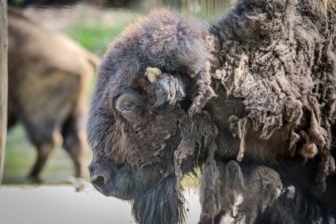 Hayvanat bahçesindeki bizonlar, hayvanlar..
