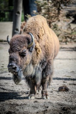 Vahşi doğada büyük beyaz bir bizon