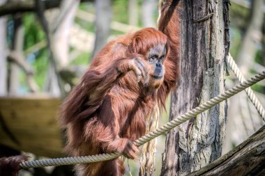 bir orangutan portresi.