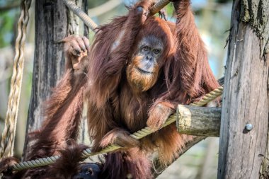 Hayvanat bahçesinde kırmızı orangutan