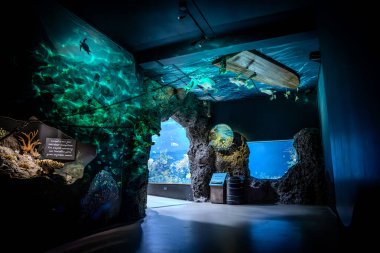 Bir sürü balıklı akvaryum.