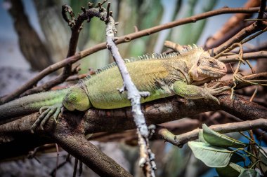 ağaç üzerindeki yeşil iguana